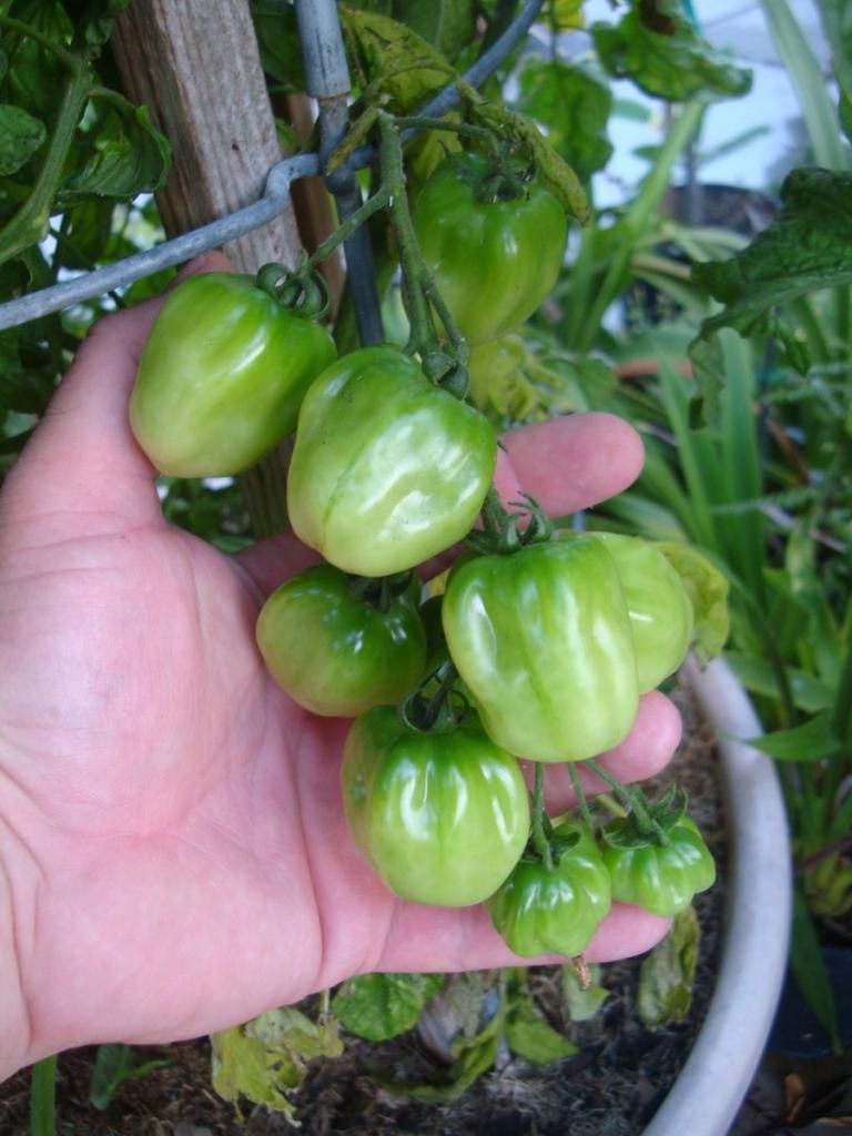  photo DSC04773Copy.jpg